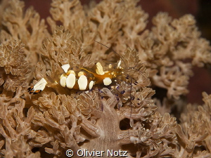 Glass Anemone Shrimp / Periclimenes brevicarpalis by Olivier Notz 